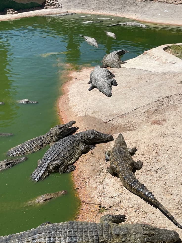 Mugger crocodiles basking on a rocky lake bank