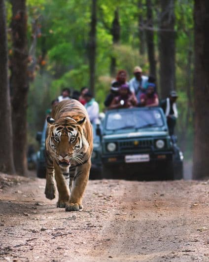Guests in an open Gypsy watch a tiger walk ahead of them