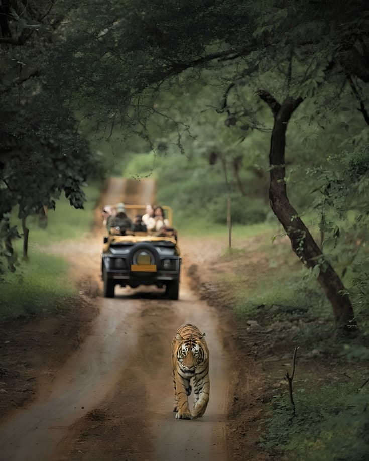 A tiger walks down a forest track towards the camera while a Gypsy waits behind it
