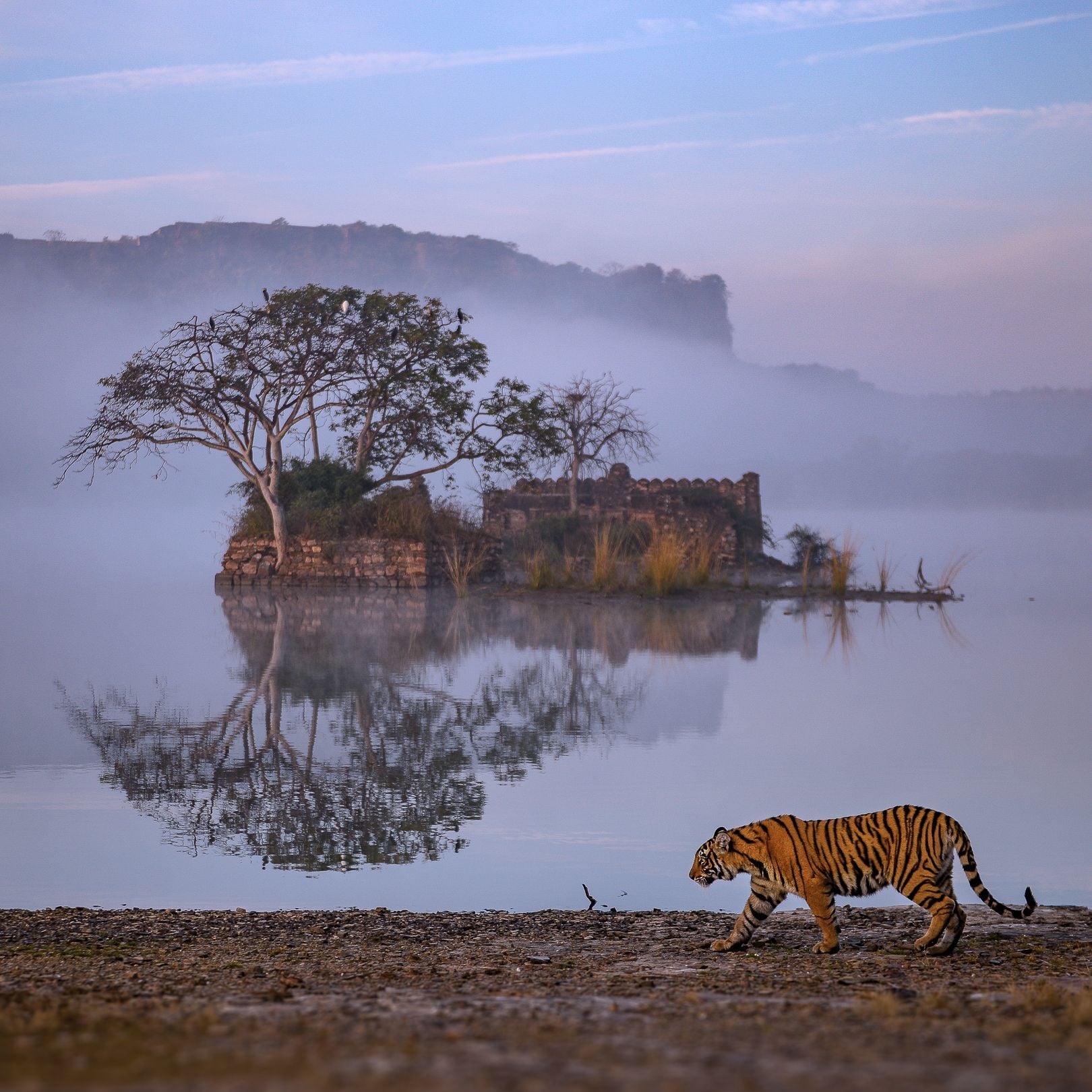 A tiger walks along the shore of Padam Talao at dawn, with Jogi Mahal's ruins and a banyan tree reflected in the misty lake